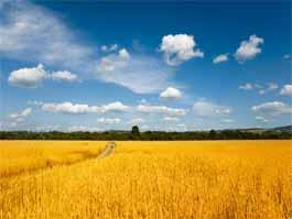 創(chuàng)新引領(lǐng)，綠色儲(chǔ)糧